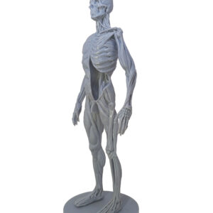 3D Printed Ecorche Model with Human Skeleton and Muscle System Anatomy