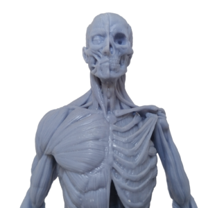 Ecorche Anatomy for scultors