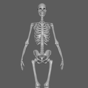 Full skeleton Toy STL Figure 3D Printing Figure Toy