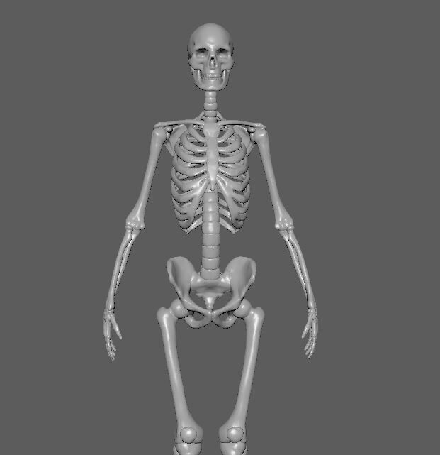 Full skeleton Toy STL Figure 3D Printing Figure Toy