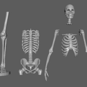 3d skeleton Full skeleton Toy STL  Figure 3D Printing Figure Toy Model  STL for 3D Printing