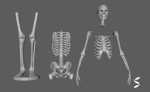 Full skeleton Toy STL Figure 3D Printing Figure Toy