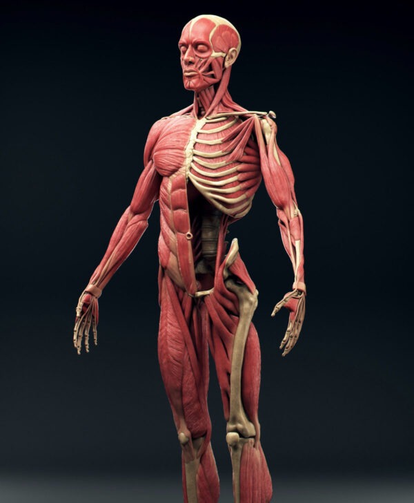 Ecorche Muscle System Anatomy Human Figure