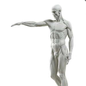 Ecorche Muscle System Anatomy Human Figure Anatomy