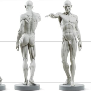 10inch 3D Printed Ecorche Model with Human Skeleton and Muscle System Anatomy