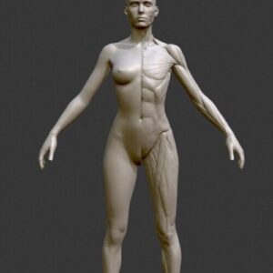 Female Muscle System Anatomy  Ecorche Muscle System Anatomy Human Figure Anatomy made for artists Anatomy for scultors 3d printed