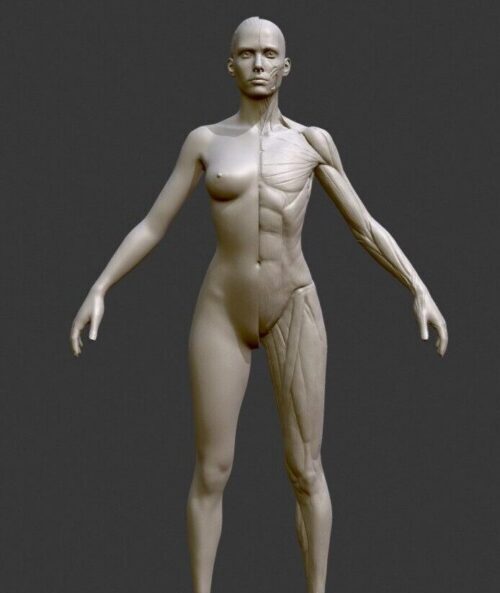 Female Muscle System Anatomy Stl 3D print model