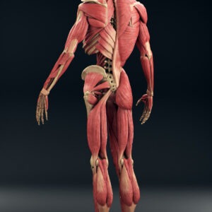 Ecorche Muscle System Anatomy Human Figure Anatomy made for artists Anatomy for scultors3d design stl file figure print