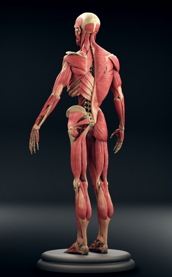 Ecorche Muscle System Anatomy Human Figure