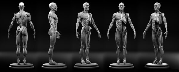 Ecorche Muscle System Anatomy Human Figure